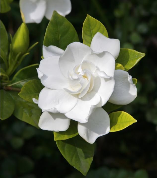 2 Frostproof Jasmine Live Plants 4-6 Inch Tall, Sweet Fragrant White Blooms Jasmine Vine Plants for Home Garden - Image 4