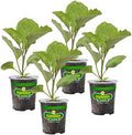 Bonnie Plants Ichiban Type Japanese Eggplant - 4 Pack Live Plants, Great in Containers, 10in. Long Fruit, Perfect for Grilling & Roasting, Green by BonniePlants
