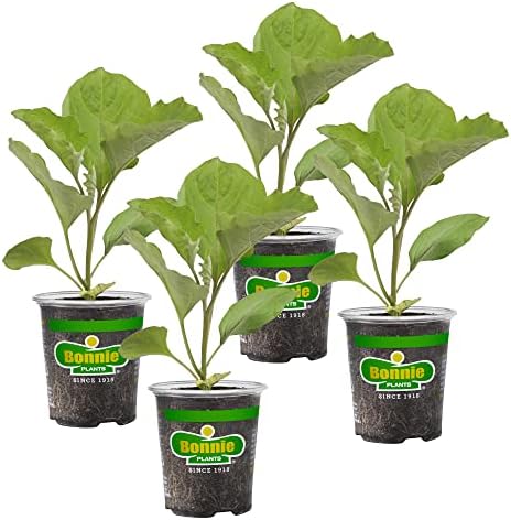 Bonnie Plants Ichiban Type Japanese Eggplant - 4 Pack Live Plants, Great in Containers, 10in. Long Fruit, Perfect for Grilling & Roasting, Green by BonniePlants