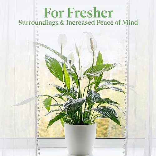 American Plant Exchange Peace Lily, Live Spathiphyllum Plant, Indoor Flowering Houseplant, 4-Inch Pot, Deco Cover, Easy Care, Low Light, Perfect for Housewarming, Sympathy, or Party Gift - Image 7