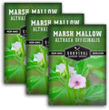 Marsh Mallow Seeds for Planting - Survival Garden Seeds (3 Pack) by SurvivalGardenSeeds