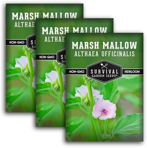 Marsh Mallow Seeds for Planting - Survival Garden Seeds (3 Pack) by SurvivalGardenSeeds