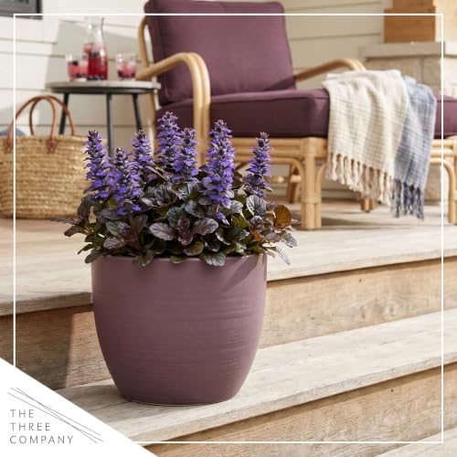 Ajuga (2 Pack) - Live Flowering Ground Cover Perennial, 8" Tall by 5" Wide in 1 Qt Pot - Image 6