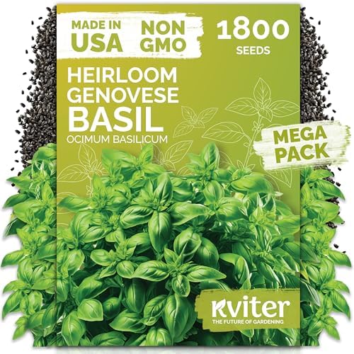 1,800 Genovese Basil Heirloom Herb Seeds for Planting, Ocimum Basilicum by KVITER