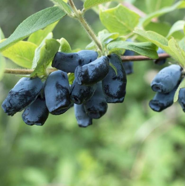 Aurora Honeyberry (Haskap) Shrub - 6-12" Tall Live Plant - Image 5