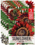 Seed Needs Red Sun Sunflower Seeds to Plant Cut Flowers - 5 Packs by SeedNeeds