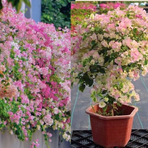 Set 2 White Pink Bougainvillea Live Plant 5-7 Inch Tall - Image 7