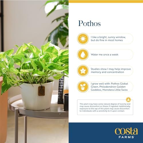 Costa Farms Silver Streak Pothos, Live Indoor Plant, Trailing Vine - Image 6