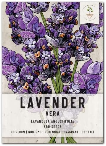 Seed Needs Vera Lavender Seeds to Plant an Herb Garden - 1 Pack by SeedNeeds