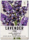 Seed Needs Vera Lavender Seeds to Plant an Herb Garden - 1 Pack by SeedNeeds