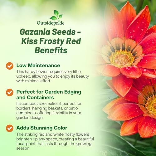 Outsidepride Kiss Frosty Red Gazania Seeds for Planting – 25 Pcs Perennial, Low-Maintenance, Drought-Tolerant Ground Cover Seeds for Vibrant Summer & Fall Flowers, Great for Outdoor Gardens - Image 3