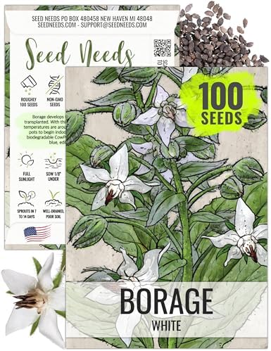 Seed Needs White Borage Seeds to Plant an Herb Garden - 1 Pack by SeedNeeds