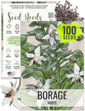 Seed Needs White Borage Seeds to Plant an Herb Garden - 1 Pack by SeedNeeds