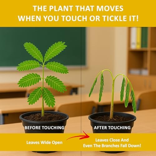 Zombie Plant Seed Packets – Grow a Live Sensitive Plant that Plays Dead When Touched! Indoor Plant Seeds & Educational STEM Activity | House Plant Seeds | Unique Garden Seeds – 2 Pack - Image 2