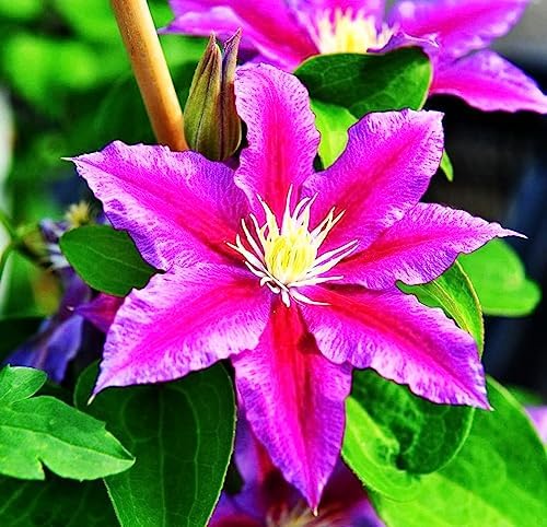 Mixed Clematis Seeds Flower Vine Perennial Flower 20 Pcs Seeds - Image 7