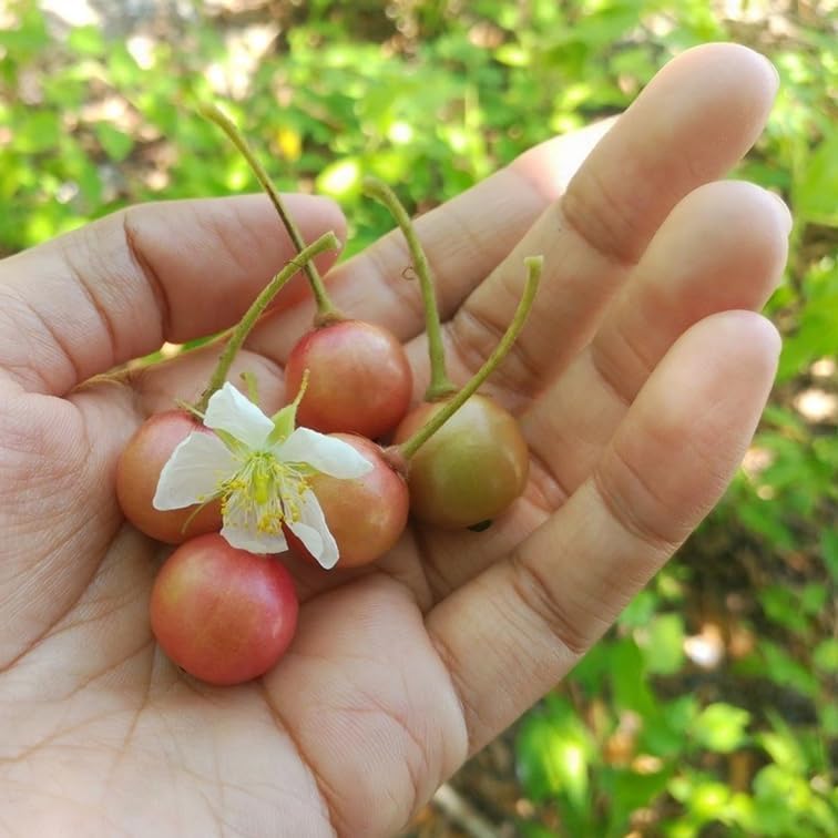 Jamaican Cherry Tree (4 Pack) Strawberry Tree | Live Plant for Sale | Easy to Grow Plants | Edible Fruit Plant for Sustainable Living | Grow Your Food on Your Edible Organic Garden - Image 5
