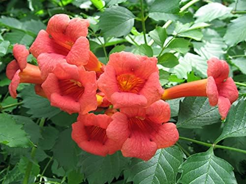 Trumpet Vine - Campsis radicans - 4" Pot with Root 100% Survival Guaranteed by Pilestone