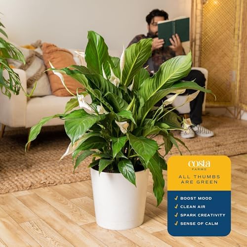 Costa Farms Peace Lily, Live Indoor Plant, Air Purifying, White Blooms - Image 5