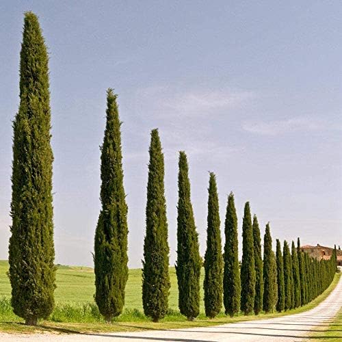 Brighter Blooms - Italian Cypress Tree, 6-7 Ft. - Image 3
