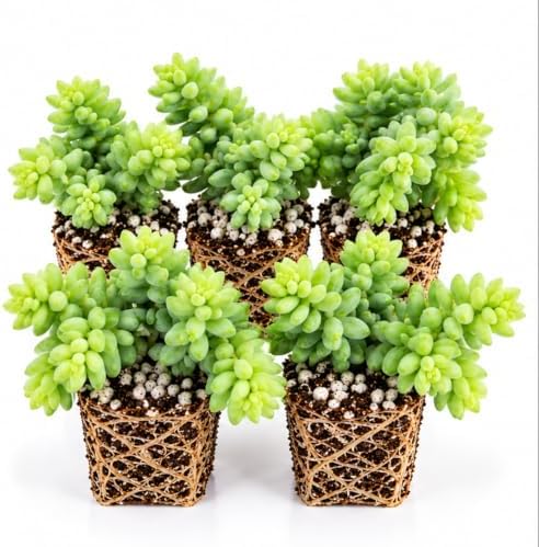 Baby Burro’s Tail Sedum Live Plant Plugs – Trailing Succulent Starter Plants – Plump Green Foliage for Hanging Baskets, Pots & Containers, 5 Plants by CZGrain