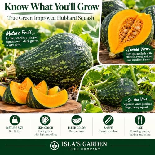 True Green Improved Hubbard Squash Seeds (Cucurbita Maxima) – 25 Heirloom Non-GMO Seeds by Isla’s Garden Seeds, Ideal for Planting, Excellent for Home Gardens, Perfect Gardening Gift - Image 3