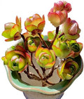 Aeonium saundersii Pinheads Rare Live Succulent Plants, Pink Cluster 3.5" Live Plant, Package Without Pot Soil, Garden Indoor Office Desk Wedding Party Baby Shower Decoration, Friend Plant Lovers Gift by Unknown