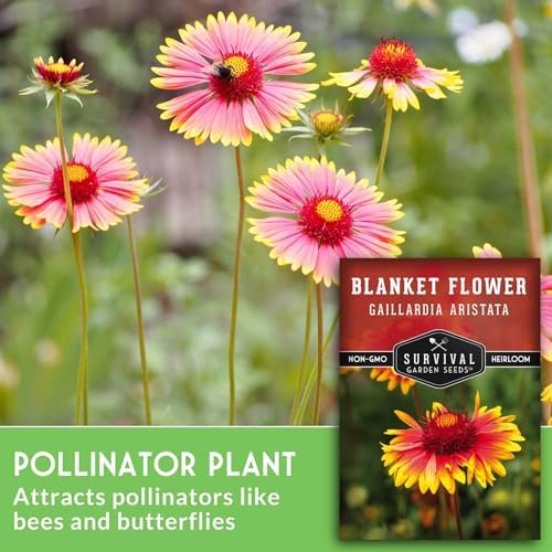 Blanket Flower Seeds for Planting - Survival Garden Seeds (5 Packs) - Image 3