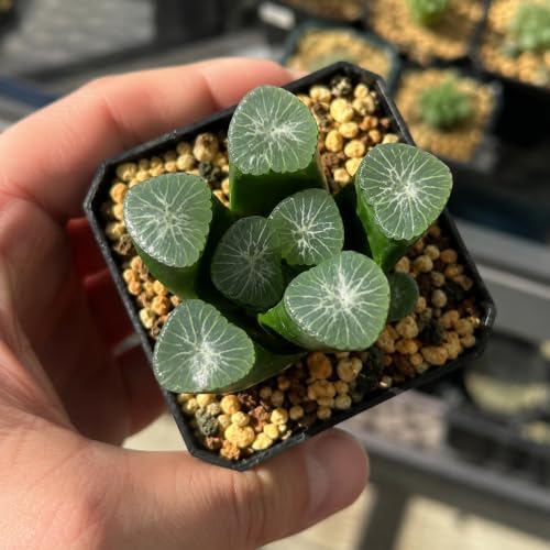 Haworthia maughanii Live Succulent Plant 2-2.5 Inch, Rare Window Leaf Succulent Bare Root No Pot, Low Maintenance Indoor Houseplant for Decorative Planters, Office Desk, Home Botanical Collection - Image 3