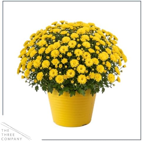 Chrysanthemum (Color Match Deco Pot), Yellow Blooms, Live Fall Flowering Perennial, 15" Tall by 12" Wide in 3 Qt Pot - Image 3
