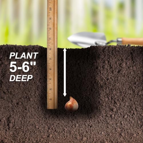 Garden State Bulb Bingo Triumph Tulip Flower Bulbs, 11/12cm (Bag of 50) - Image 5