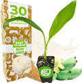 Ice Cream Banana Tree (1-Pack) Live Plants by Wellspring Gardens by WellspringGardens