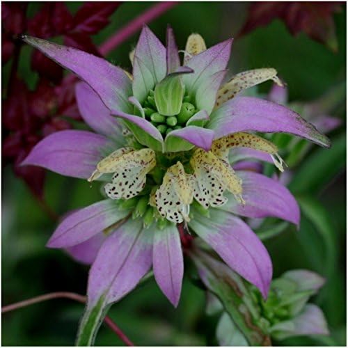 Seed Needs Bee Balm Seeds Variety Pack of 3 Perennial Monarda Flowers - Image 3