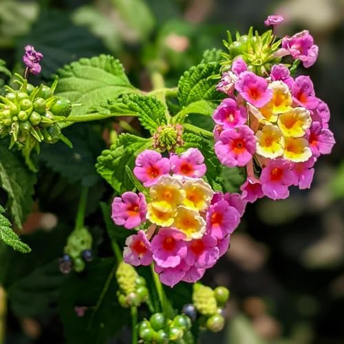 CarpetC 199+ Lantana Seeds for Planting, Evergreen Perennial Shrub Lantana Camara, Drought Tolerant Long-Blooming Flowers for Garden Borders and Home Hanging Baskets - Image 4
