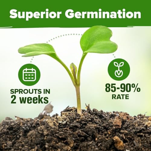 HOME GROWN 15 Organic Herb Seeds 2500+ Assortment Indoor Outdoor Planting - Image 3