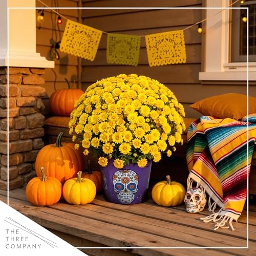 Chrysanthemum (Purple Skull Deco Pot), Yellow Blooms, Live Fall Flowering Perennial, 15" Tall by 12" Wide in 3 Qt Pot - Image 7