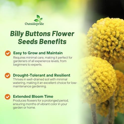 Outsidepride Billy Button Craspedia Globosa Seeds - 1000 Pcs Perennial, Hardy & Drought Tolerant, Flower Seeds for Planting w/Yellow Spherical Blooms, Ideal for Cut Flower & Pollinator Gardens - Image 3