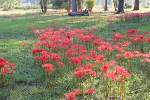 Red Spider Lily Bulbs, Lycoris Radiata, 10 Pack, Texas Grown Heirloom - Image 2