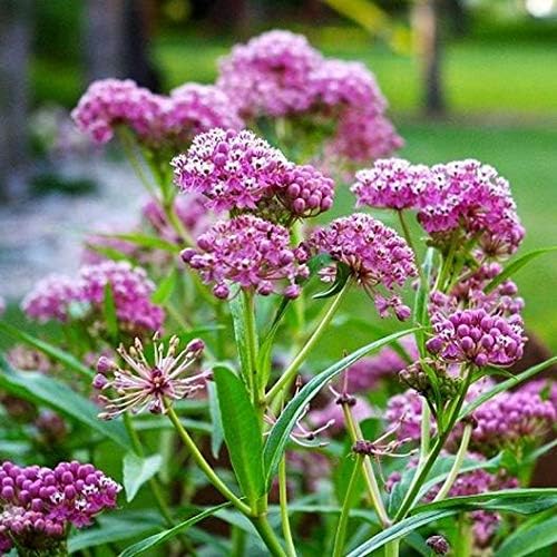 Swamp Milkweed 'Pink Rose Milkweed' (Asclepias incarnata) 2.5 inch Pot - Image 5