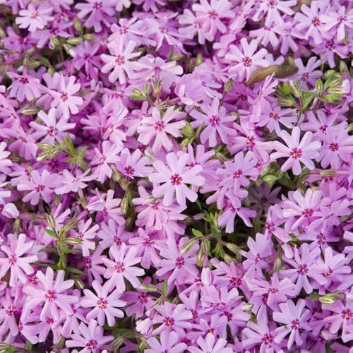 3 Pink Creeping Phlox Plants, Perennial Ground Cover 4-6 Inches by GardenNurserySince1996