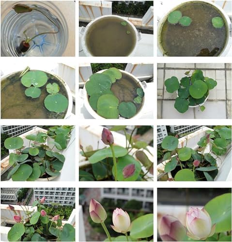 20pcs Bowl Lotus Seeds for Planting - Bonsai Lotus Seeds, Water Lily Flower, Aquatic Plants, Ideal for Ponds, Non-GMO Home Garden Plant Seeds, Flowering Aquatic Bonsai - Image 7