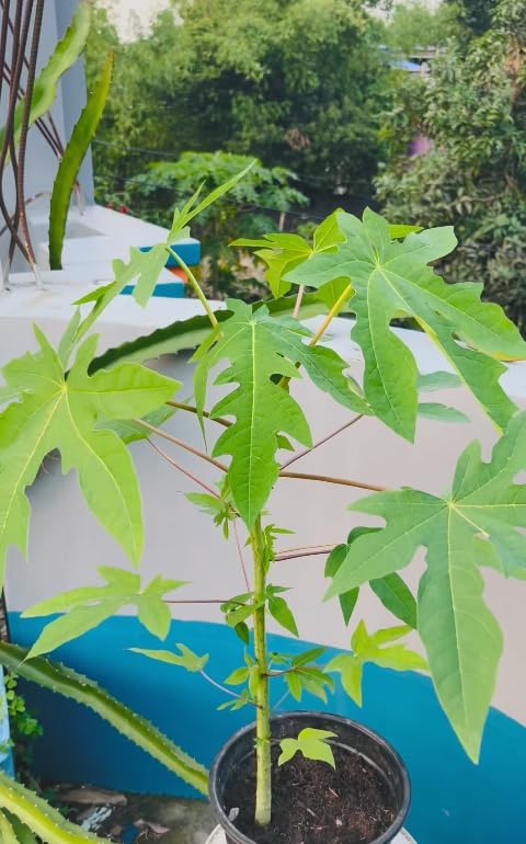 Red Lady Dwarf Papaya Live Tree – Carica Papaya – Tropical Fruit Plant – 1–2 Ft Tall – Sweet Papaya Tree – Exotic Garden & Container Plant - Image 5