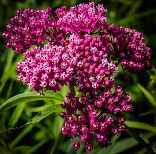 Swamp Milkweed Plug – Asclepias incarnata – Live Native Perennial – Monarch Host Plant – Pollinator Garden Starter Plant (5) - Image 4