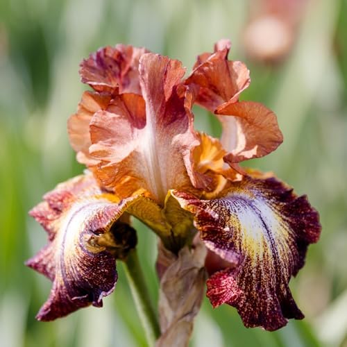 Easy to Grow Bearded Iris Paprika Fono 3 Plant Bulbs - Burgundy Red & Yellow Flowers Spring to Fall, Full Sun Low Maintenance Zones 3-10 - Image 3