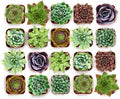 Shop Succulents Echeveria & Rosette Live Succulent Variety Pack – Fully Rooted 2" Potted Plants for Gifts, Favors, DIY Projects, Terrariums, Home Décor, and Garden Arrangements, 32 Pack by ShopSucculents