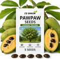 5 Pawpaw Tree Seeds | Asimina Triloba Native Fruit Tree Seeds by CZGrain