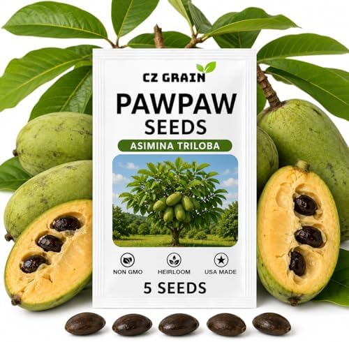 5 Pawpaw Tree Seeds | Asimina Triloba Native Fruit Tree Seeds by CZGrain