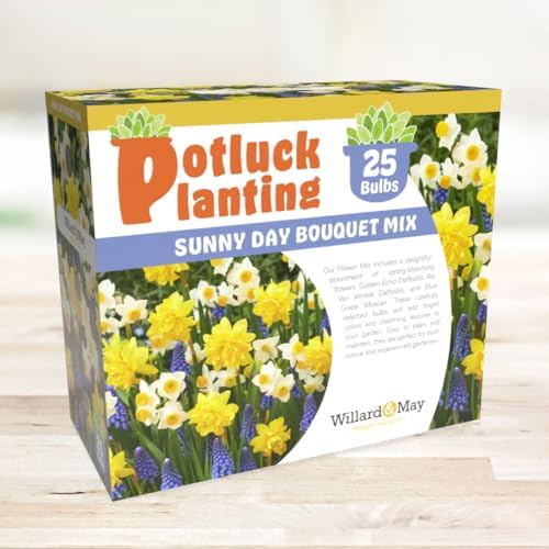 All-in-One Flower Garden Kit - 25 Flower Bulbs Per Box - Potluck Planting Sunny Day Bouquet Mix - Daffodil and Muscari Mix - Fragrant - Naturalizing - Live Outdoor Garden - Easy to Plant Flowers - Image 2