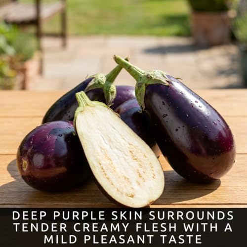 Purple Beauty Eggplant Seeds for Planting | 100 Seeds | Garden Vegetable - Image 3