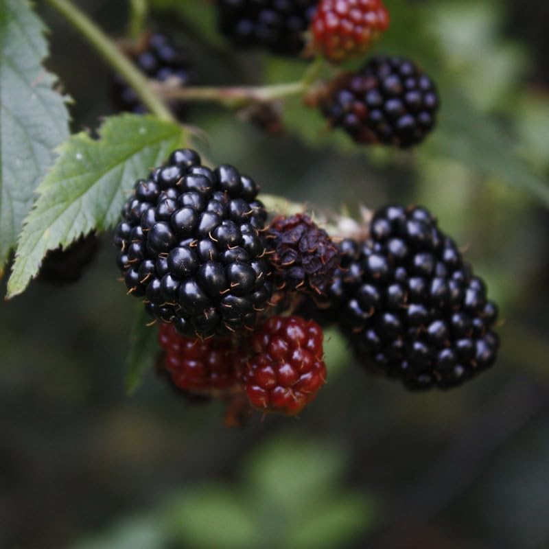 BlackBerry Plant Kiowa (4 Pack) | Live Fruit Plant for Planting | Extra-Large, Juicy & Sweet Berries | Thorny & High-Yielding Variety | Perfect for Fresh Eating, Jams & Organic Gardening - Image 2
