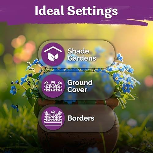 1200 Forget Me Not Heirloom Flower Seeds for Planting, Myosotis Sylvatica - Image 6